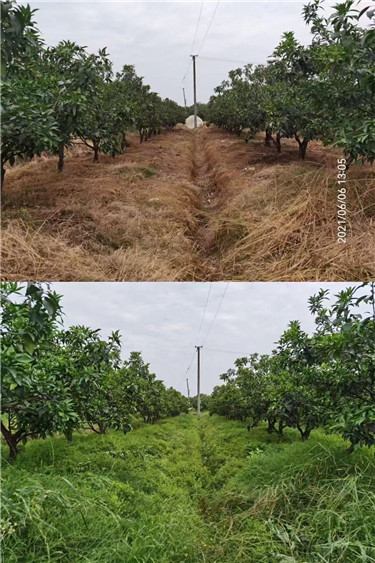 Թունաքիմիկատներ