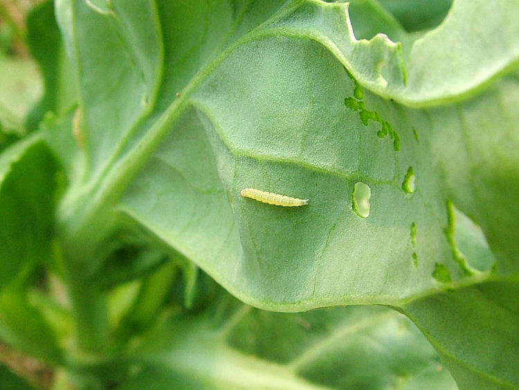 Insecticidas